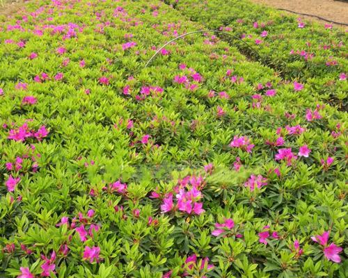 杜鹃花的耐寒能力与适应环境（探究杜鹃花耐寒极限及其生存环境）