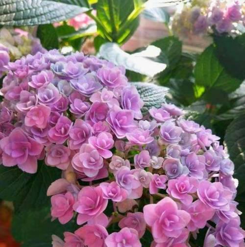 绣球花如何防晒？（防晒技巧解析）