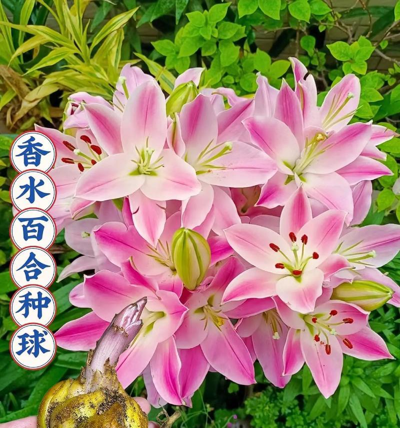 如何保存香水百合种球（种球存储技巧和注意事项）