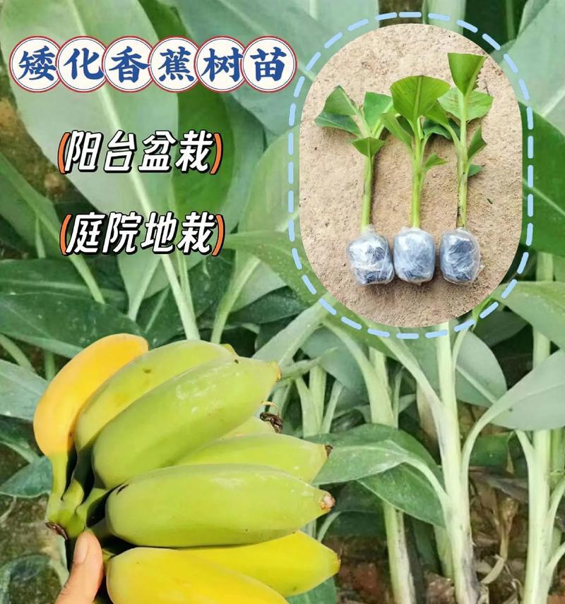 香蕉种植的地理适宜性（探讨香蕉适合种植的地区和条件）