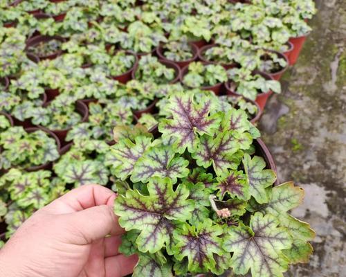矾根配土方法与种植土壤（优化土壤结构的利器）