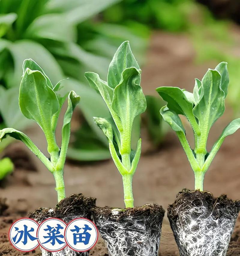 探秘冰菜种子的来源（了解冰菜种子的采集和利用）