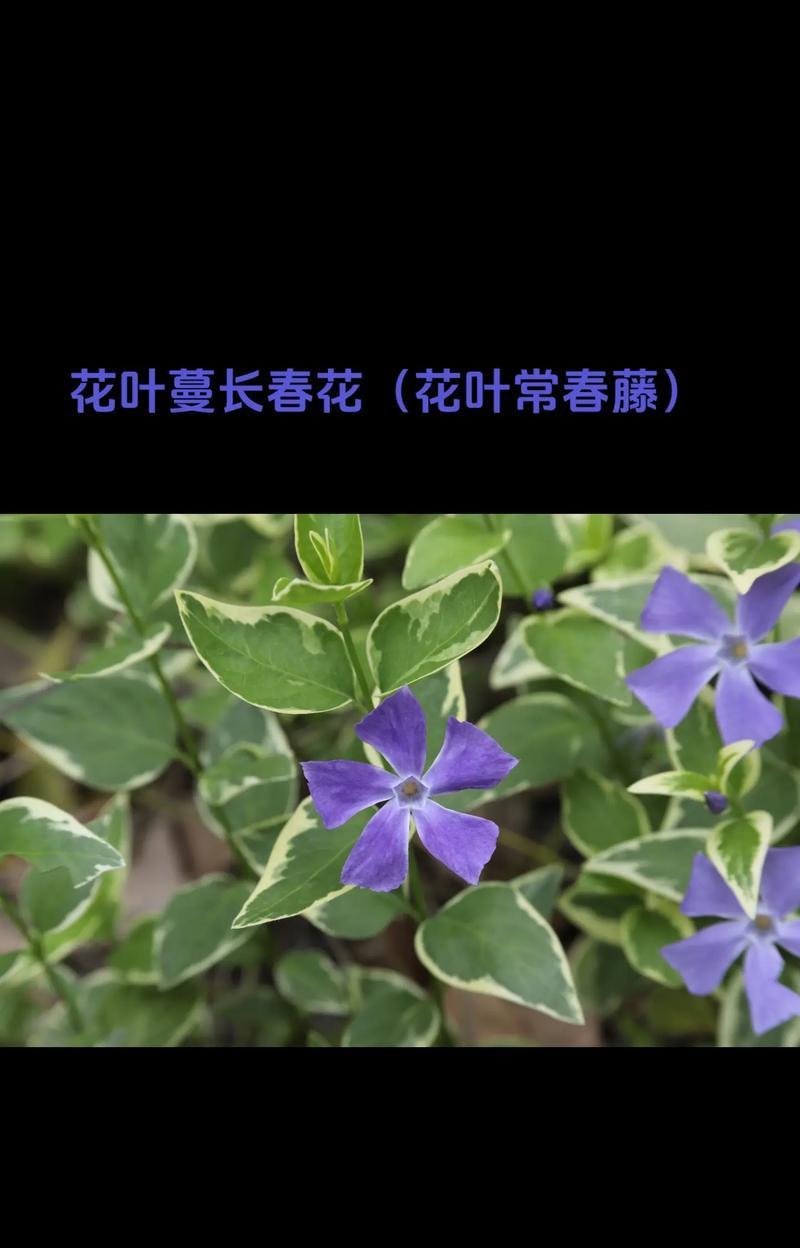 络石花的神奇作用（药食两用的奇妙花）