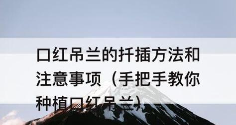 吊兰的移栽与养护技巧（注意事项、移栽方法、养护秘诀）