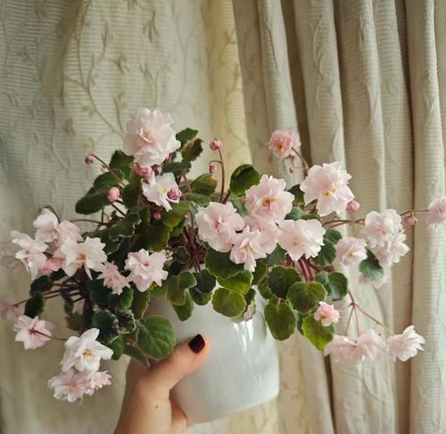 北阳台种植指南（打造美丽阳台生活）