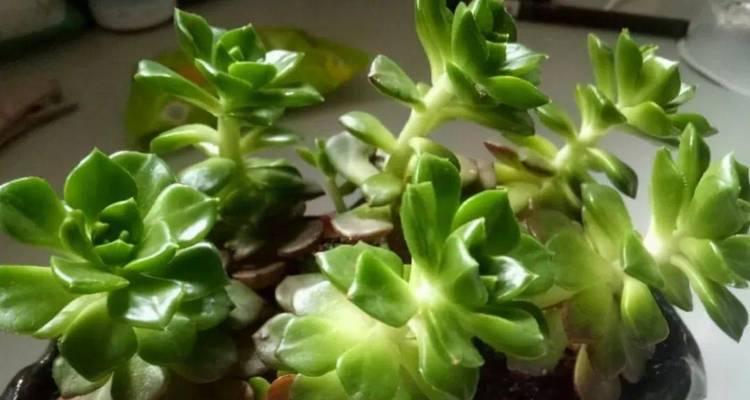 多肉蒂亚的养殖和养护指南（从选择品种到繁殖，你需要知道的全部！）