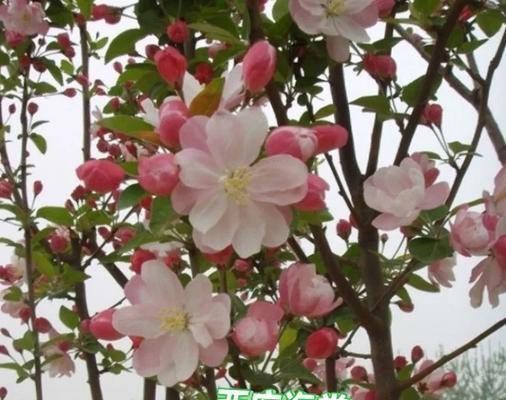 探究海棠花的香气（从历史到现实，看海棠花香气的真相）