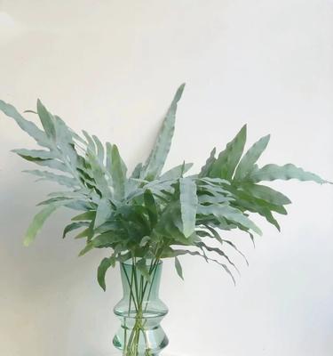 探究贯众是否属于蕨类植物（贯众的分类及特征解析）