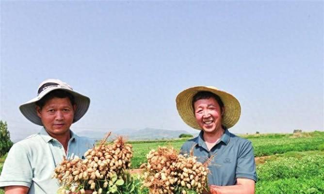 花生的收获时间与季节（了解花生的生长习性，轻松掌握收获技巧）