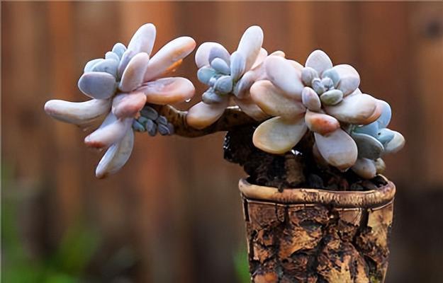 怎样选择适合海尔芙拉的盆？（海尔芙拉养护指南）