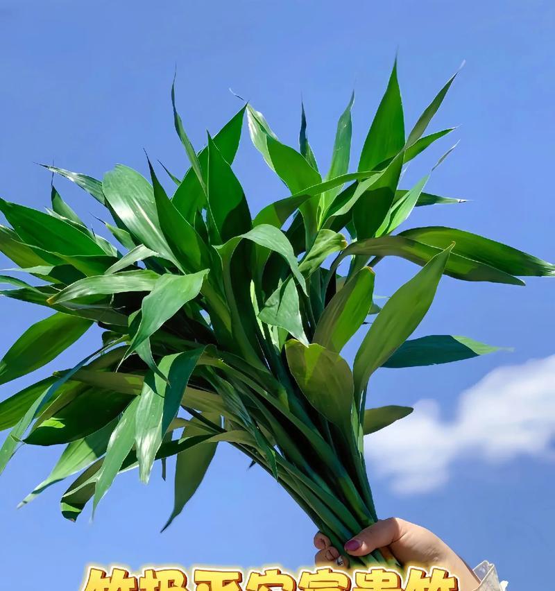 富贵竹喜阳还是喜阴？剖析它的真实需求（揭开富贵竹的光照神秘面纱，了解它的生长规律）
