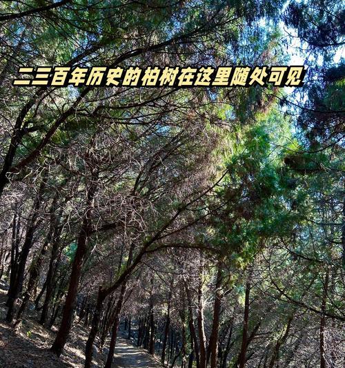 冬天，橙黄色的柏树叶落满地（探秘柏树冬季落叶的原因和特点）