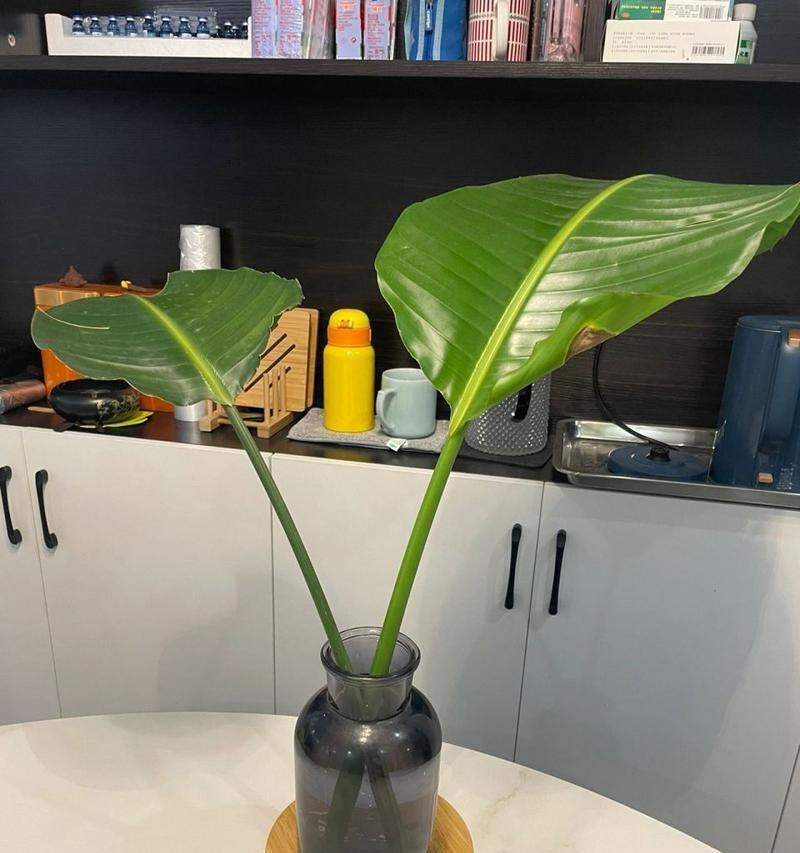 鹤望兰水培养殖指南（简单易学的水培技巧，让你也能种出美丽的鹤望兰）