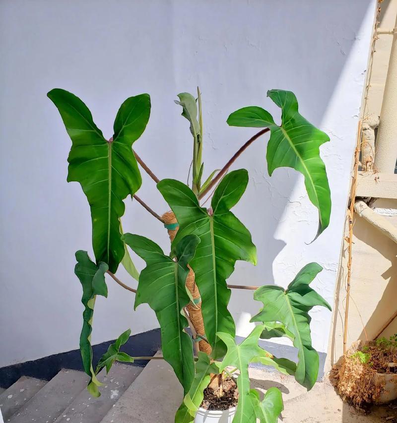 如何让蔓绿绒长得更茂盛？（专家教你蔓绿绒的养护技巧）