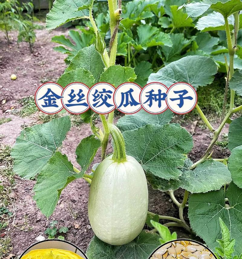 金丝绞瓜的种植与管理（掌握种植技巧，打造高产果实）