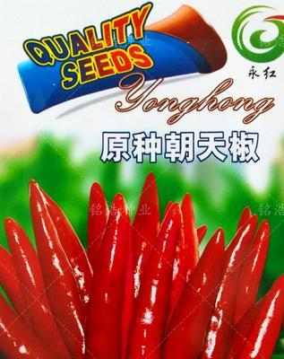 如何选取最佳时间播种朝天椒种子（掌握播种时间关键诀窍，丰收更轻松）