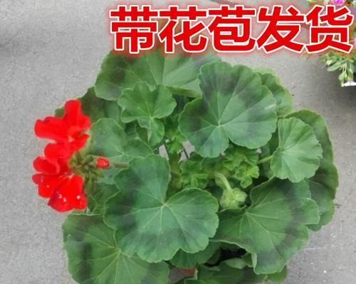 臭海棠花的养殖全攻略（臭海棠花养殖技巧、注意事项详解）
