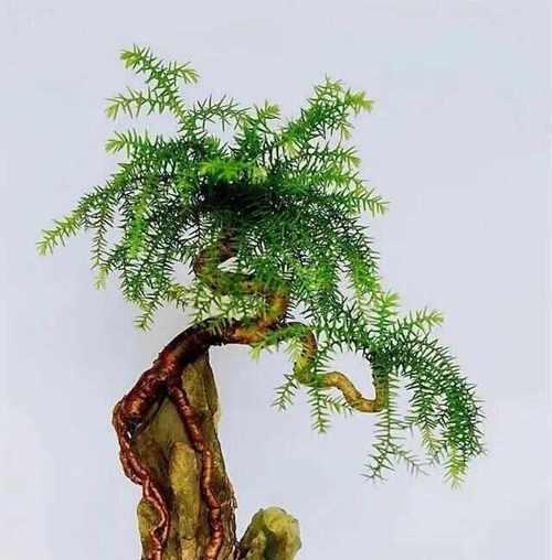 澳洲杉换土全攻略（一步步教你如何更换澳洲杉的土，让它茁壮成长）