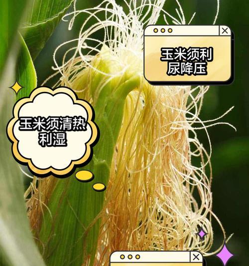 辣椒是热性还是凉性？（解析辣椒的性质及适用场合）