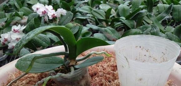 如何正确处理蝴蝶兰花谢后？（蝴蝶兰花谢后养护方法，让花儿长久美丽）
