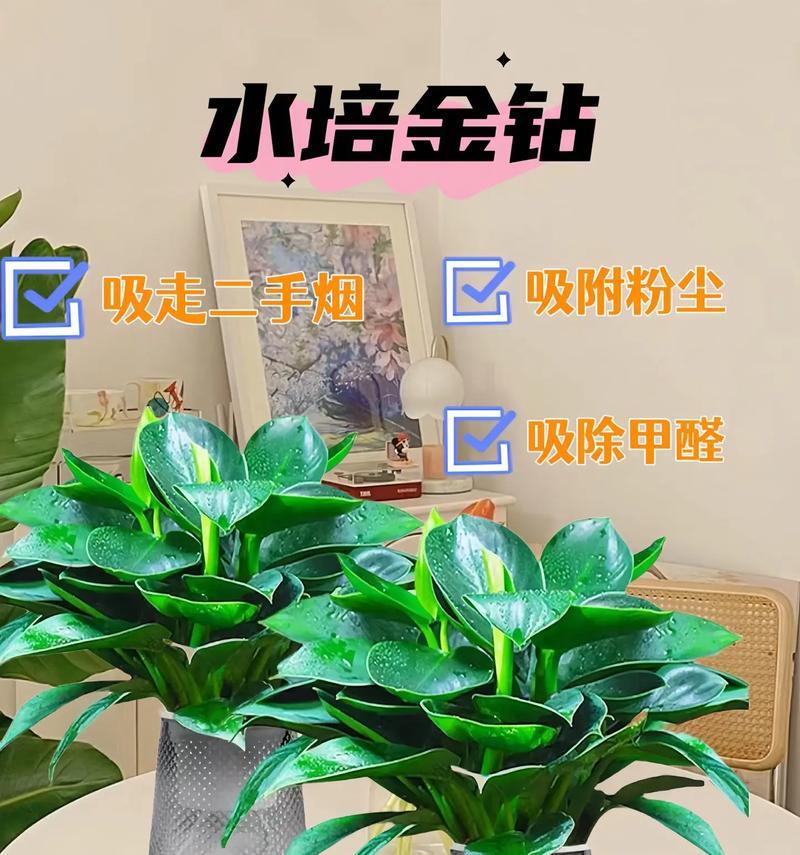 金钻水培还是土培更好？剖析优缺点（比较新兴水培和传统土培的优势与劣势）