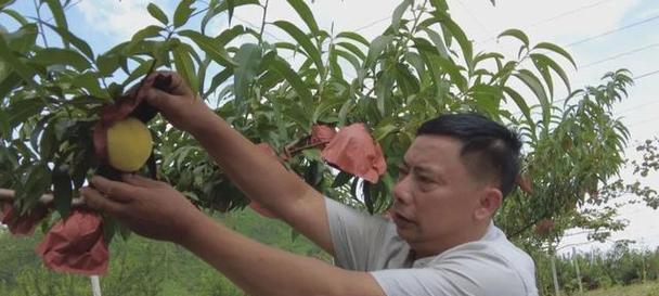 黄桃果期的养护与管理方法（果期长达多久，这些技巧教你如何管理）