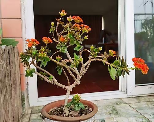 长寿花花谢后的养护方法（长寿花花谢后怎么处理？教你一招！）