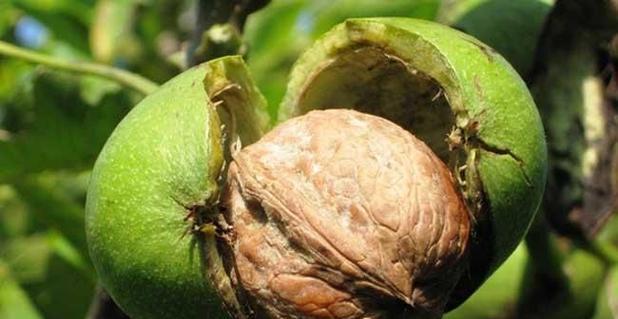 核桃种植时间选择剖析（何时种植最佳？掌握这些技巧轻松收获丰硕果实！）