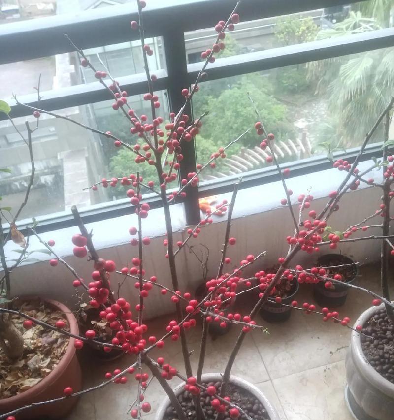 黄金万两花的养护方法（让你的黄金万两花开满花）