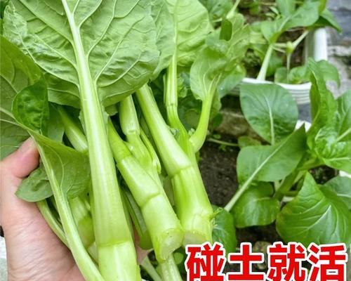 长寿花有没有种子？种子长什么样子？（探究长寿花的种子特征和繁殖方式）