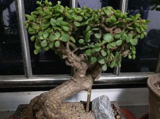 花金枝玉叶的养殖秘籍（打造居家花园的最佳选择）