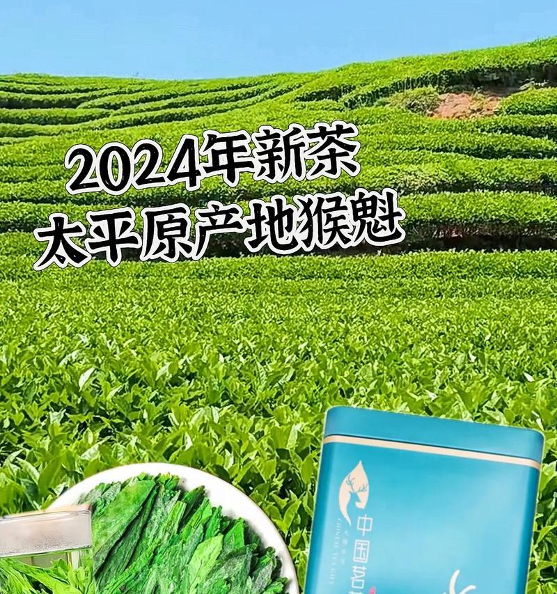 猴魁采摘时间和收获季节（猴魁栽种技巧、生长环境和采摘后的加工）