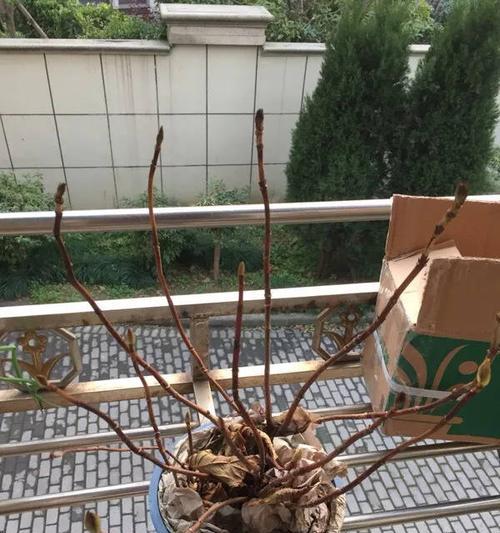 如何科学养护绣球花——冬季篇（细致呵护，让绣球花赏心悦目）