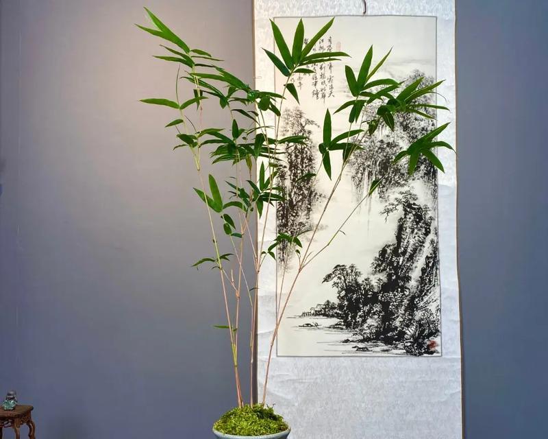 观音竹的适宜环境与养护技巧（让你的卧室更健康-观音竹）