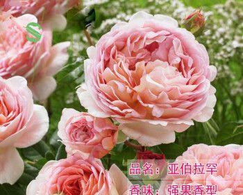 果冻月季——是藤本还是灌木？（揭开果冻月季的神秘面纱）
