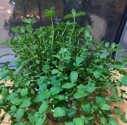 薄荷冬季是否会枯萎冻死？（探究薄荷在冬季的存活能力以及如何保护薄荷不受冻害）