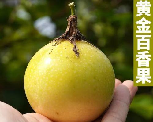 如何种植百香果种子（从选购到收获，全面指导百香果种子种植的技巧）