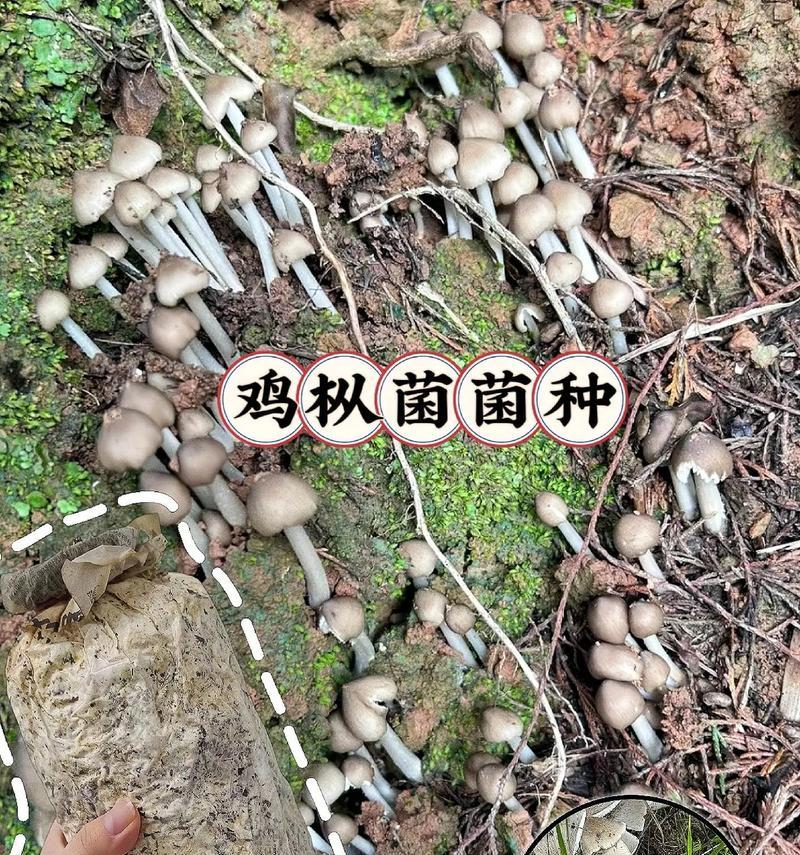 探秘鸡枞生长的奥秘（揭秘鸡枞生长的最佳环境和技巧）