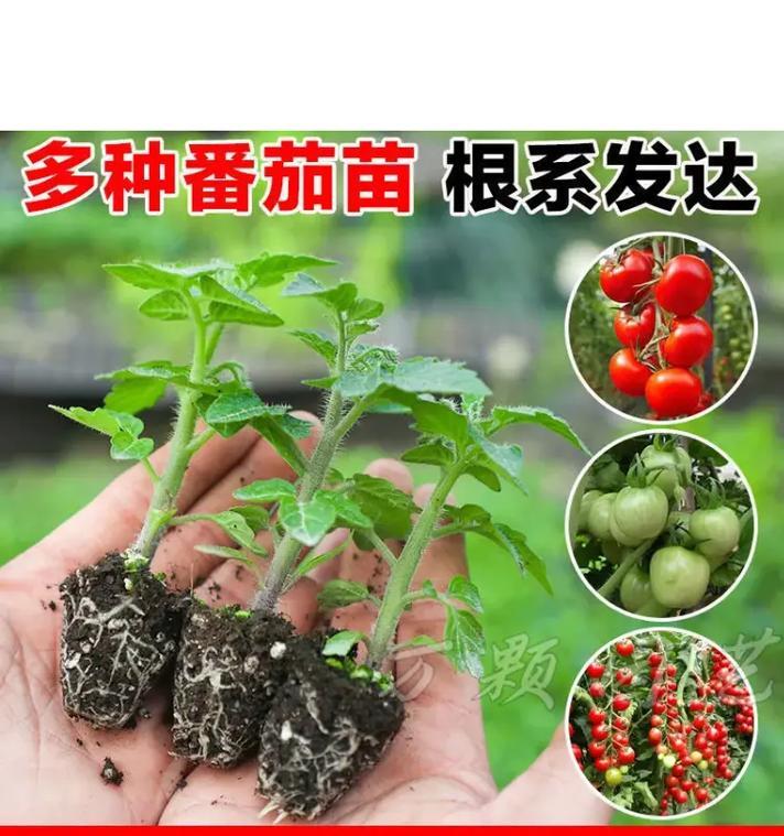 圣女果种植指南（时间、方法、技巧全解析）