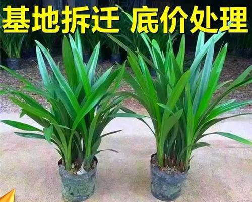 建兰的耐寒能力（探究建兰的生存温度范围及其对应的适应性）