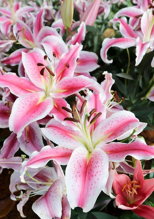 如何种植百合花？（选择合适的月份，种植技巧大揭秘！）