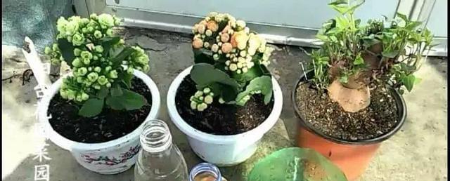 油渣不再是废弃物！（如何将油渣变成营养丰富的花肥，让废弃物变废为宝。）