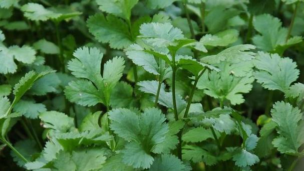 荆芥种植全攻略（荆芥种植的时间、地点、方法、注意事项等详细介绍）