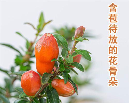 石榴树开花结果时间及注意事项（石榴树开花结果的四季养护和育种技巧）