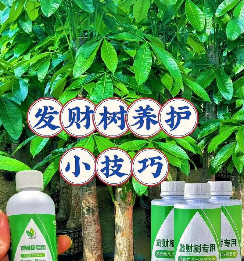 营养液能否为发财树提供养分？（探究营养液对发财树的影响及使用注意事项）