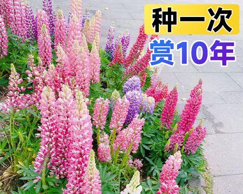 探秘鲁冰花开花次数之谜（一年开几次花？探究鲁冰花开花周期）