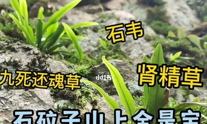 肾精草和石韦的区别（深入了解两种药材的特点和功效）