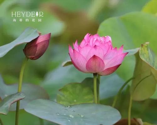 碗莲催花时间和方法（如何快速让碗莲开花？催花技巧与注意事项）