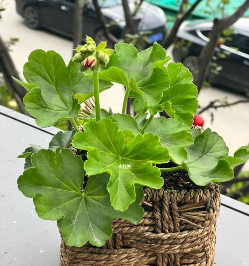 天竺葵小苗盆栽应选用何种尺寸的花盆？（小苗花盆选择攻略、盆径尺寸参考、生长繁殖技巧）
