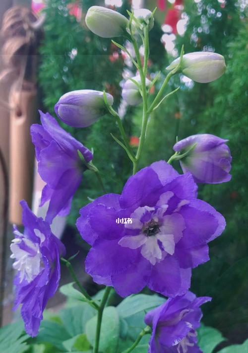 大花飞燕草的最佳播种时间（选择适宜的时间，让花卉生长更加健康）